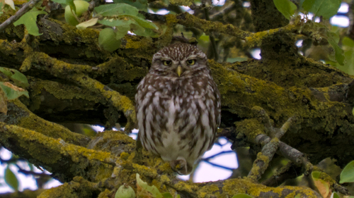 Little Owl
