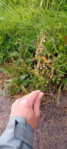 Common Sorrel