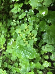 Chrysosplenium glechomifolium