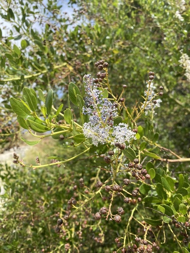 Ceanothus spinosus, photograph 6