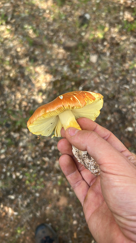 Caesar's mushroom