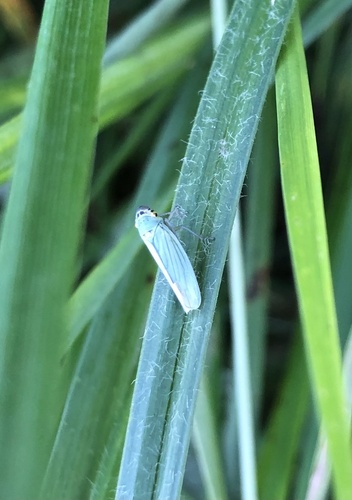 Green Leafhopper