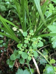 Chrysosplenium glechomifolium