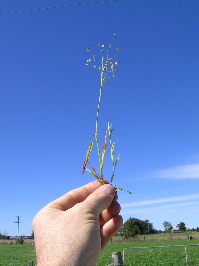 Little Rattlesnake Grass (Plants of Mount Burdell (CNPS list with
