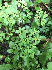 Chrysosplenium glechomifolium