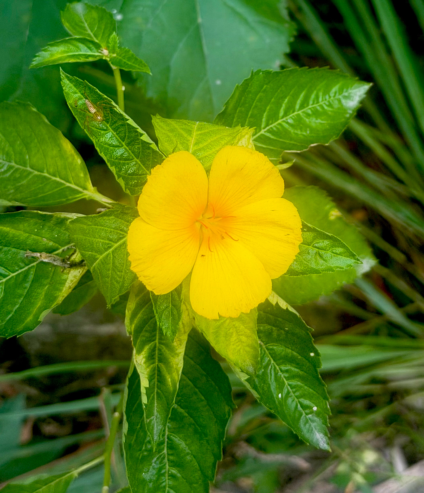 Turnera ulmifolia (Turnera ulmifolia)