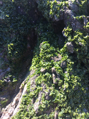 Prasiola crispa