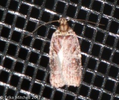 Agonopterix lythrella