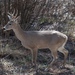 Coues's White-tailed Deer - Photo (c) Deer, some rights reserved (CC BY-NC-ND), uploaded by Deer