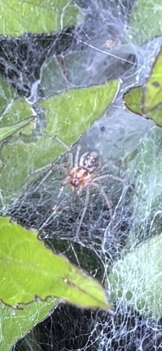Grass Funnel-web Spiders