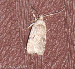 Agonopterix curvilineella