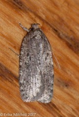 Agonopterix canadensis