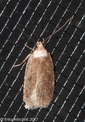 Agonopterix nigrinotella