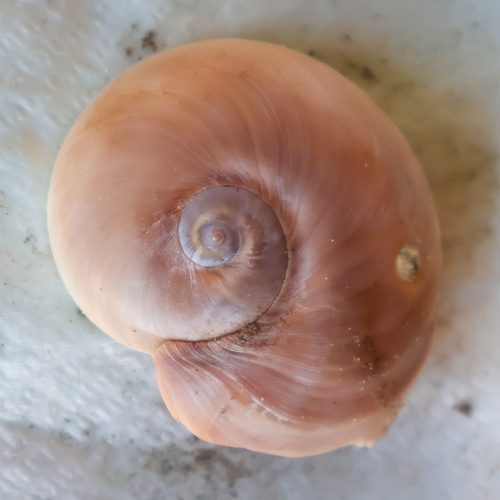 Hypterita helicoides observed 2026-06-05