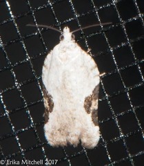 Acleris semiannula