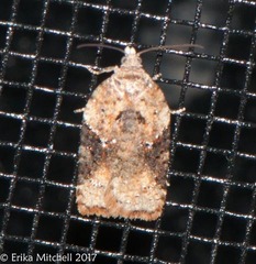Acleris semiannula