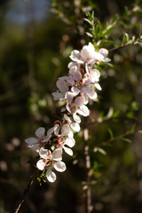 Leptospermum squarrosum