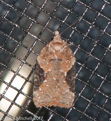 Acleris braunana