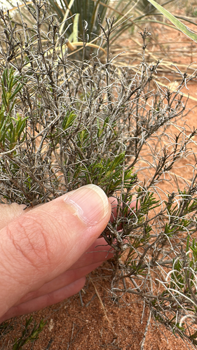pricklyleaf dogweed
