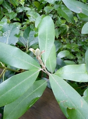 Pittosporum ralphii