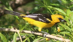 Icterus pustulatus sclateri