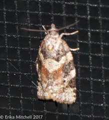 Argyrotaenia