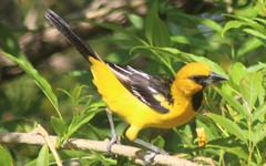 Icterus pustulatus sclateri