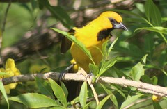 Icterus pustulatus sclateri