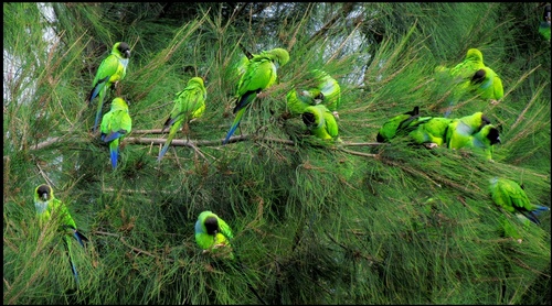 Aratinga nenday