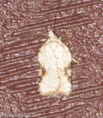 Acleris cervinana