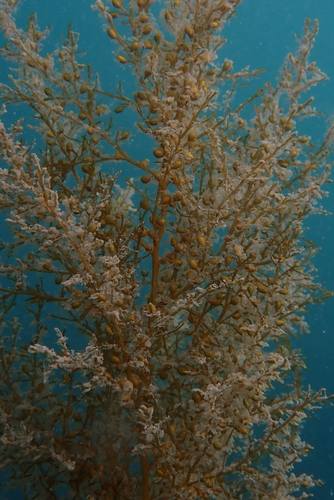 Japanese Wireweed