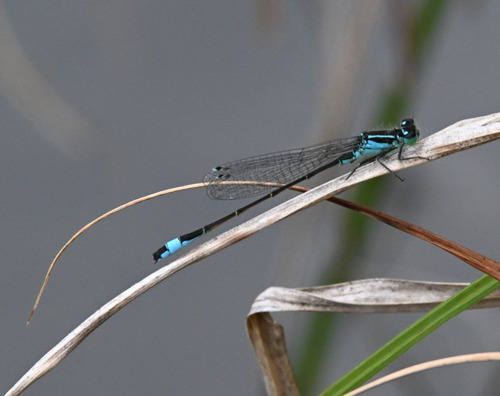 Blue-tailed Damselfly