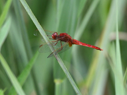 Broad Scarlet