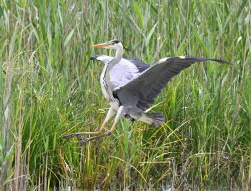 Grey Heron
