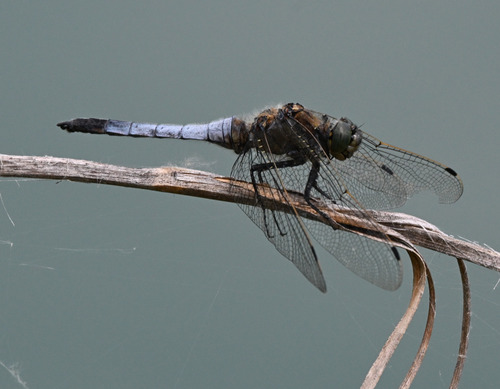 Black-tailed Skimmer
