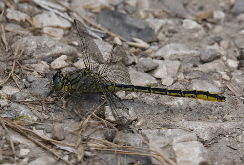 Western Clubtail