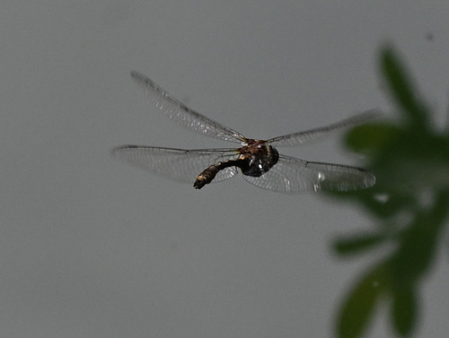 Orange-spotted Emerald
