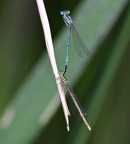 Blue Featherleg