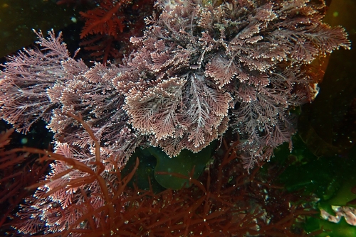 Common Coralline