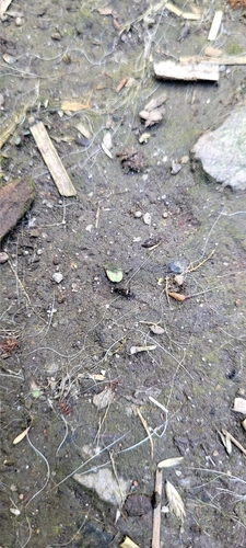 Belted Springtail