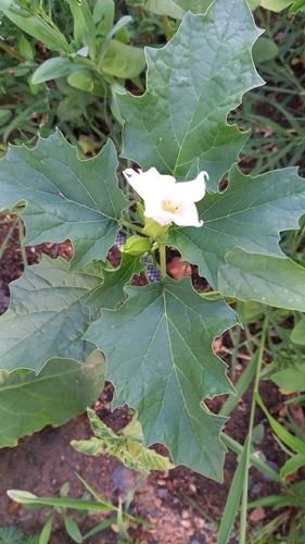 jimsonweed