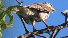 Buteo plagiatus