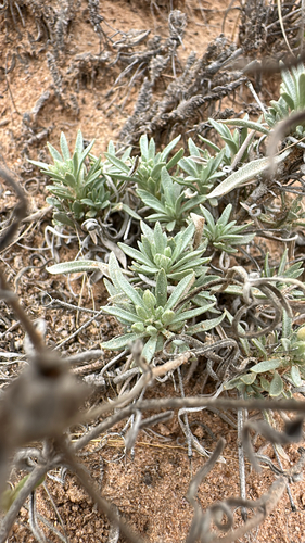 Fendler's bladderpod