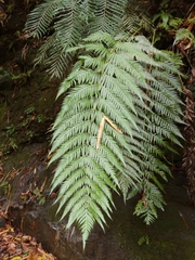 Woodwardia prolifera
