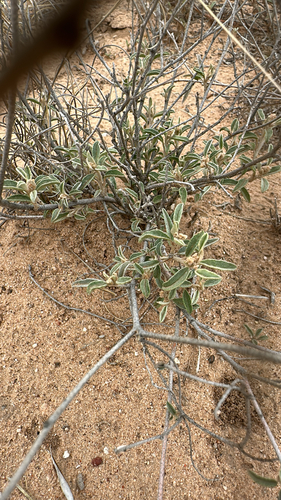 grassland croton