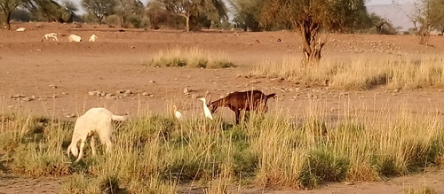 Domestic Goat
