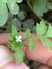 Phacelia covillei
