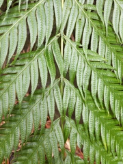 Woodwardia prolifera
