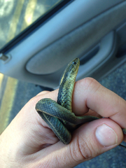 Thamnophis atratus