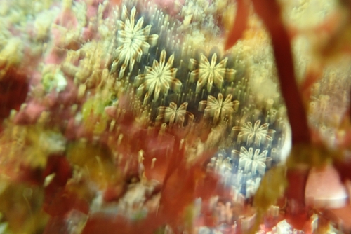 Star Tunicate